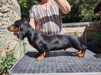 Étalon Teckel poil ras - Ananas du Duncallipsy