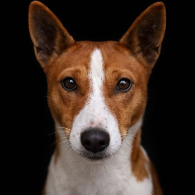 Étalon Basenji - Argos du Chemin de la Lune aux Rêves du Chemin de la Lune aux Reves