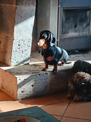 Étalon Teckel poil ras - Varsovie Du Domaine De Jappeloup