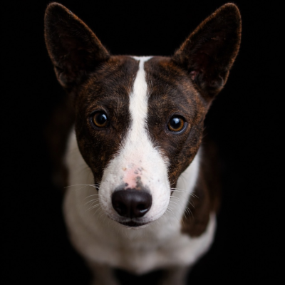 Étalon Basenji - Anastasia du Chemin de la Lune aux Reves