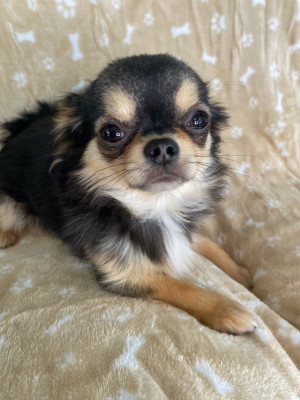 Étalon Chihuahua - V'Oscar De Doukywa