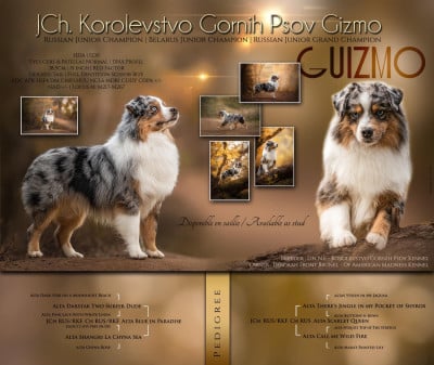 image de CH. korolevstvo gornih psov guizmo