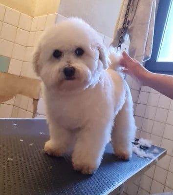 Étalon Bichon Frise - asslan mady'n alphysia Titre Initial