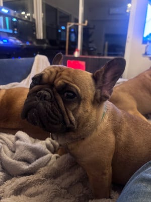 Étalon Bouledogue français - Uma Du Marais