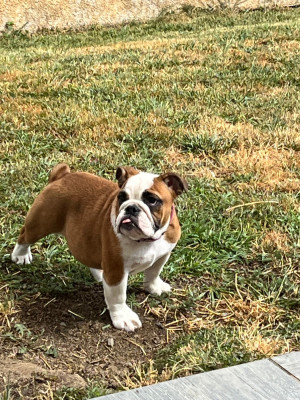 Étalon Bulldog Anglais - Adèle -