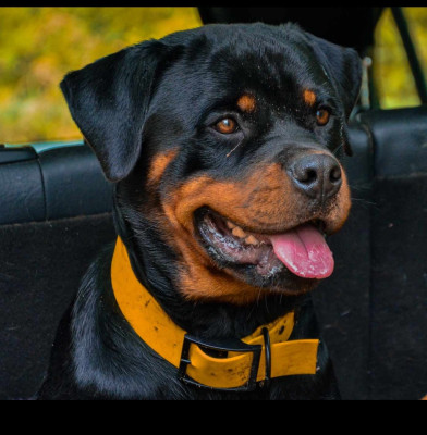 Étalon Rottweiler - Ulma Du Monde De Laly