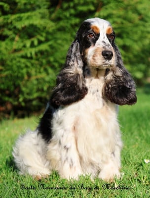 image de Tarte Normande