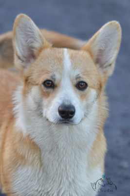 Étalon Welsh Corgi Pembroke - Eli's Farm Ava Gardner