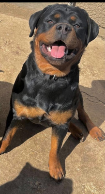 Étalon Rottweiler - Uza Of Holly's Kingdom