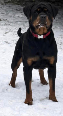 Étalon Rottweiler - Vahina Of Holly's Kingdom