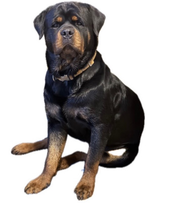 Étalon Rottweiler - Vasco Of Holly's Kingdom