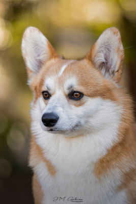 Étalon Welsh Corgi Pembroke - CH. right hunter SHADOW CASTER