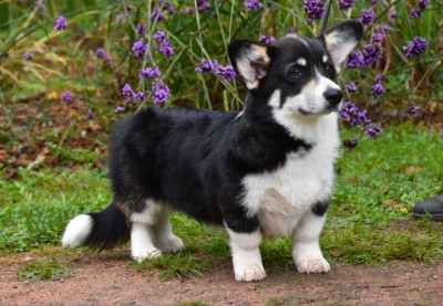 Étalon Welsh Corgi Pembroke - Eli's Farm ALASKA