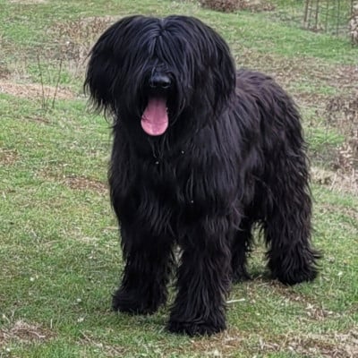 Étalon Berger de Brie - uAARICIA REGLISSE de la Petite Rochette