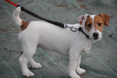 Étalon Jack Russell Terrier - ANAE Du champ de l'ormeau