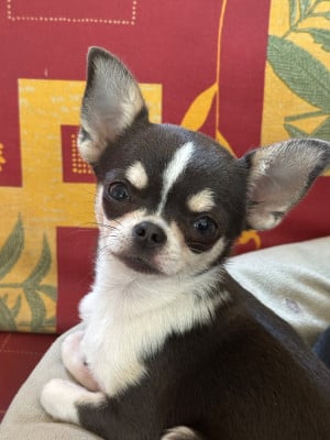 Étalon Chihuahua - Vaya Du Hameau Des Nours