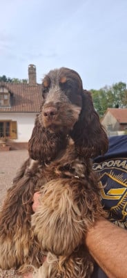 Étalon Cocker Spaniel Anglais - Vickye Brown de la Mahonnière De La Mahonnière