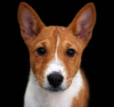 Étalon Basenji - Alanis du Chemin de la Lune aux Reves