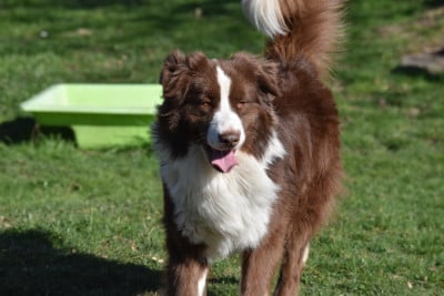 Étalon Berger Australien - Texan Des Bergers De Peirocountaou}
