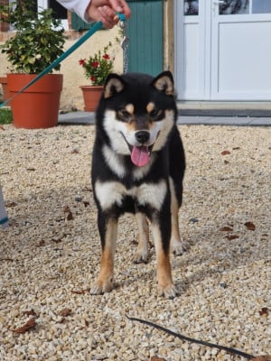 Étalon Shiba - V'kuroharu du Bois de Compiègne