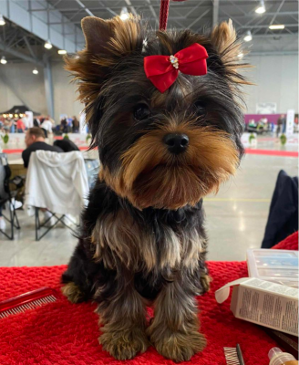 Étalon Yorkshire Terrier - Velvet sweet boy de l'Eden Royal