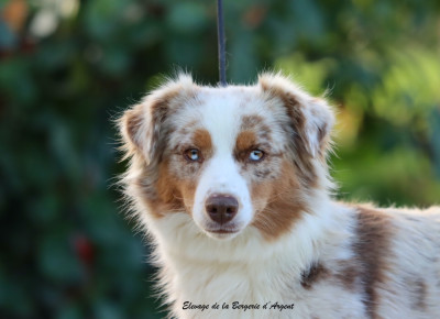 Étalon Berger Américain Miniature - Vaiana de l'Angelarde