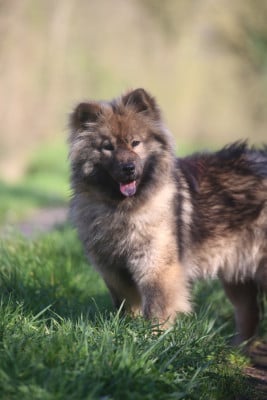 Étalon Eurasier - Gin Du Royaume D'ebène