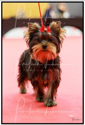 Étalon Yorkshire Terrier - Adess de la légende des trolls