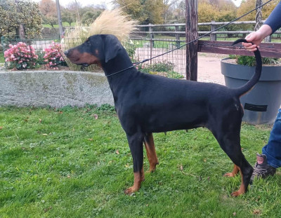 Étalon Dobermann - Tess (Sans Affixe)