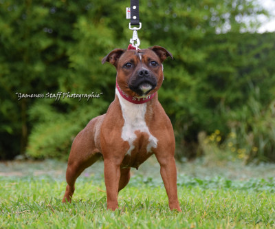 Étalon Staffordshire Bull Terrier - Gameness Staff Value of a Queen