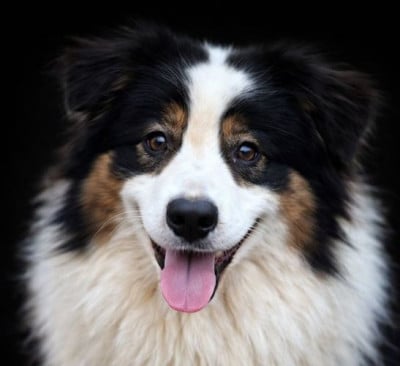 Étalon Berger Australien - Very Sweet Fender Memories du Chemin de la Lune aux Reves