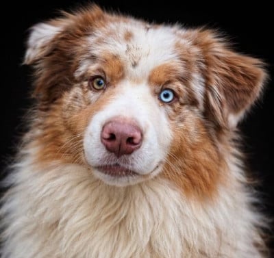 Étalon Berger Australien - A Minor Groove du Duncallipsy