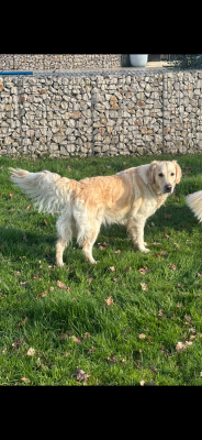 Étalon Golden Retriever - Tornade Du Pré De Maloé