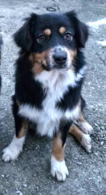 Étalon Berger Australien - Veinna Du Domaine Des Belles Aubois