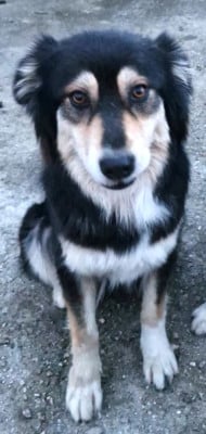 Étalon Berger Australien - Sybelle skye des highands du sud