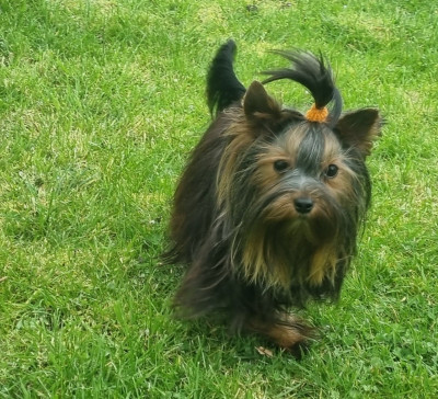Étalon Yorkshire Terrier - ASHLEY Du logis de beaumanoir