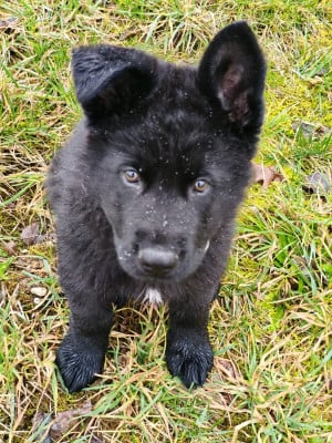 Étalon Berger Allemand - Asclepios du clos Chalis