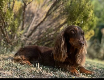 Étalon Teckel poil long - Tom pouce des anges de l apocalypse