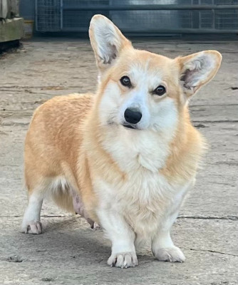 CH. THERESSE Du Domaine Pierre Quinpierre