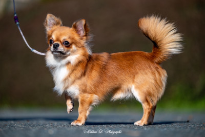 Étalon Chihuahua - Sweet Little Cherry Vertige de l amour