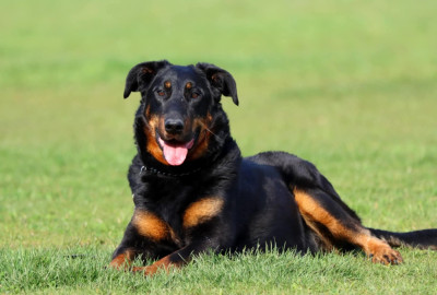 Étalon Berger de Beauce - Toscane De La Valériane Fleurie