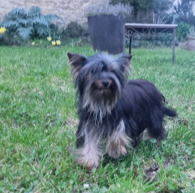 Étalon Yorkshire Terrier - ALMA Du logis de beaumanoir