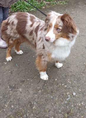 Étalon Berger Américain Miniature - Ulanne forever Du royaume d'aria