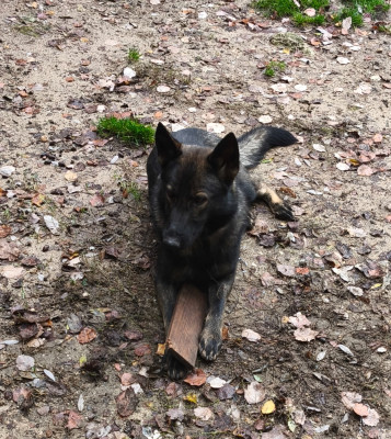 Étalon Berger Allemand - Vaïana des Hauts du Bousquillon