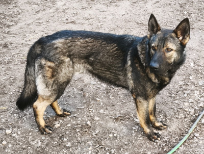 Étalon Berger Allemand - Vasco des Hauts du Bousquillon