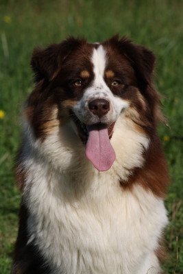 Étalon Berger Australien - USA Yellowstone De La Ferme Du Mistral