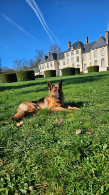 Toscane du chateau de Bizy (Sans Affixe)