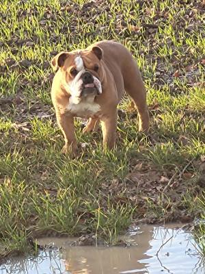 Étalon Bulldog Anglais - Uinona Ryder Des éclats De Cassiopée