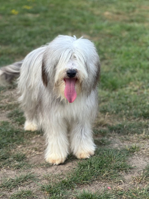 Étalon Bearded Collie - Dream From Highland's Vaiana