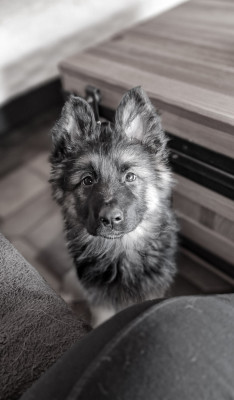 Étalon Berger Allemand Poil Long - Akela Daytona (Shamane) Des Rives De La Neva